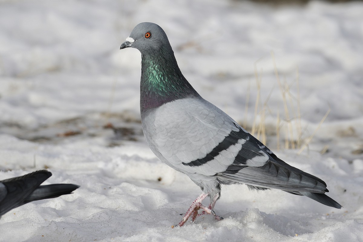 Rock Pigeon (Feral Pigeon) - ML39284231
