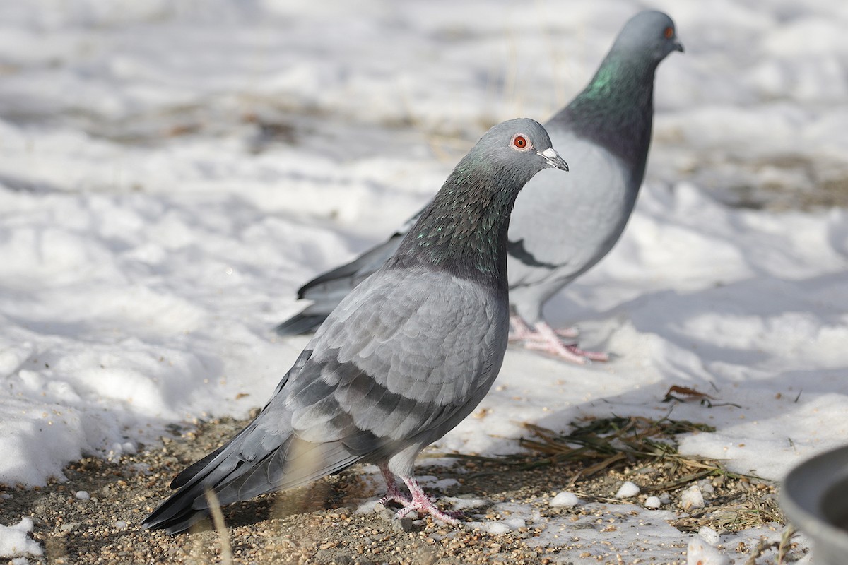 Rock Pigeon (Feral Pigeon) - ML39284241