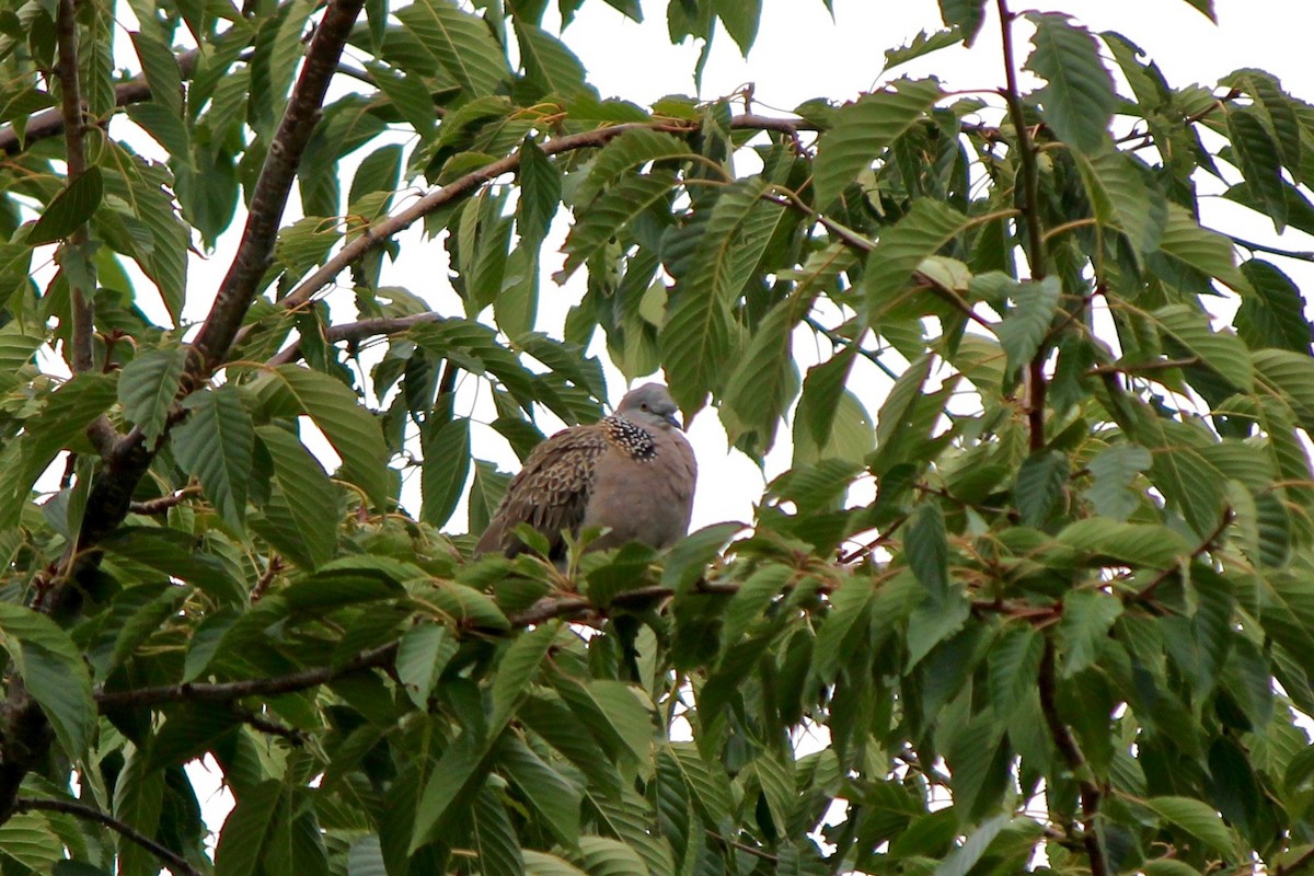 Spotted Dove - ML39284331