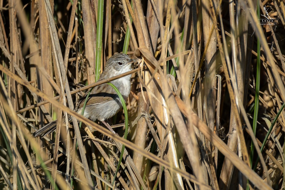 Swamp Grass Babbler - ML392849611