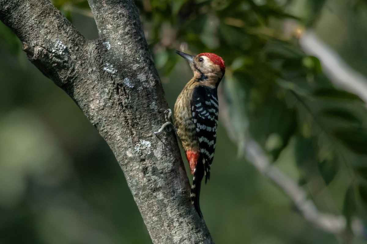 Fulvous-breasted Woodpecker - ML392850521