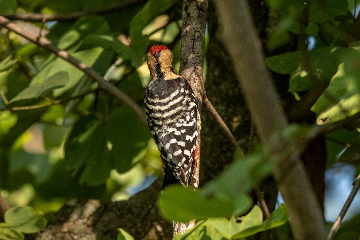Fulvous-breasted Woodpecker - ML392850631