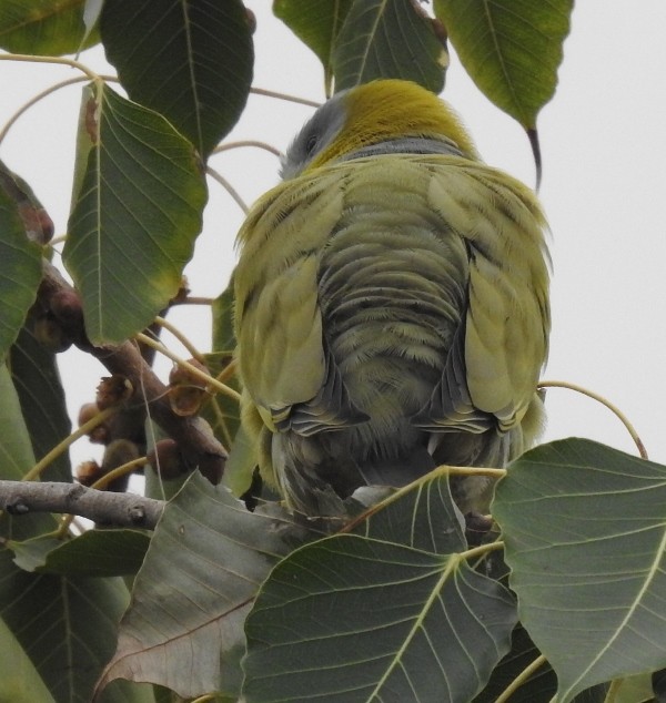 Yellow-footed Green-Pigeon - shantilal  Varu