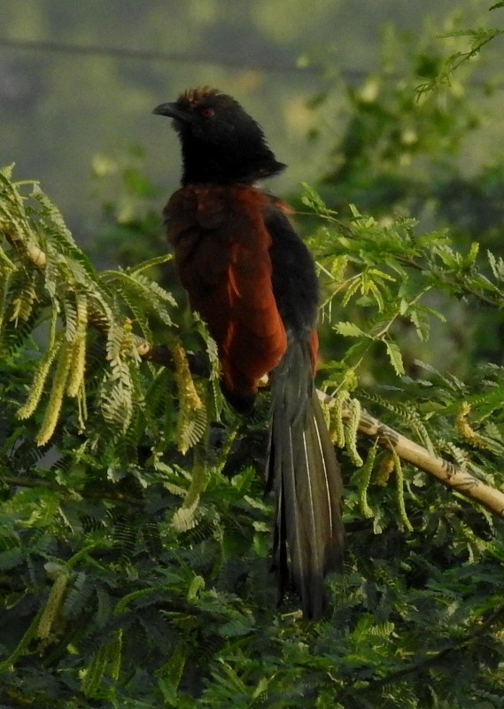 Greater Coucal - ML392854931