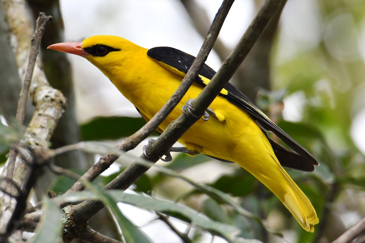 Indian Golden Oriole - ML392855971
