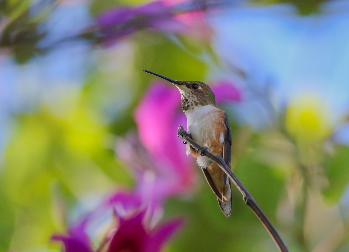 Rufous Hummingbird - ML392858761