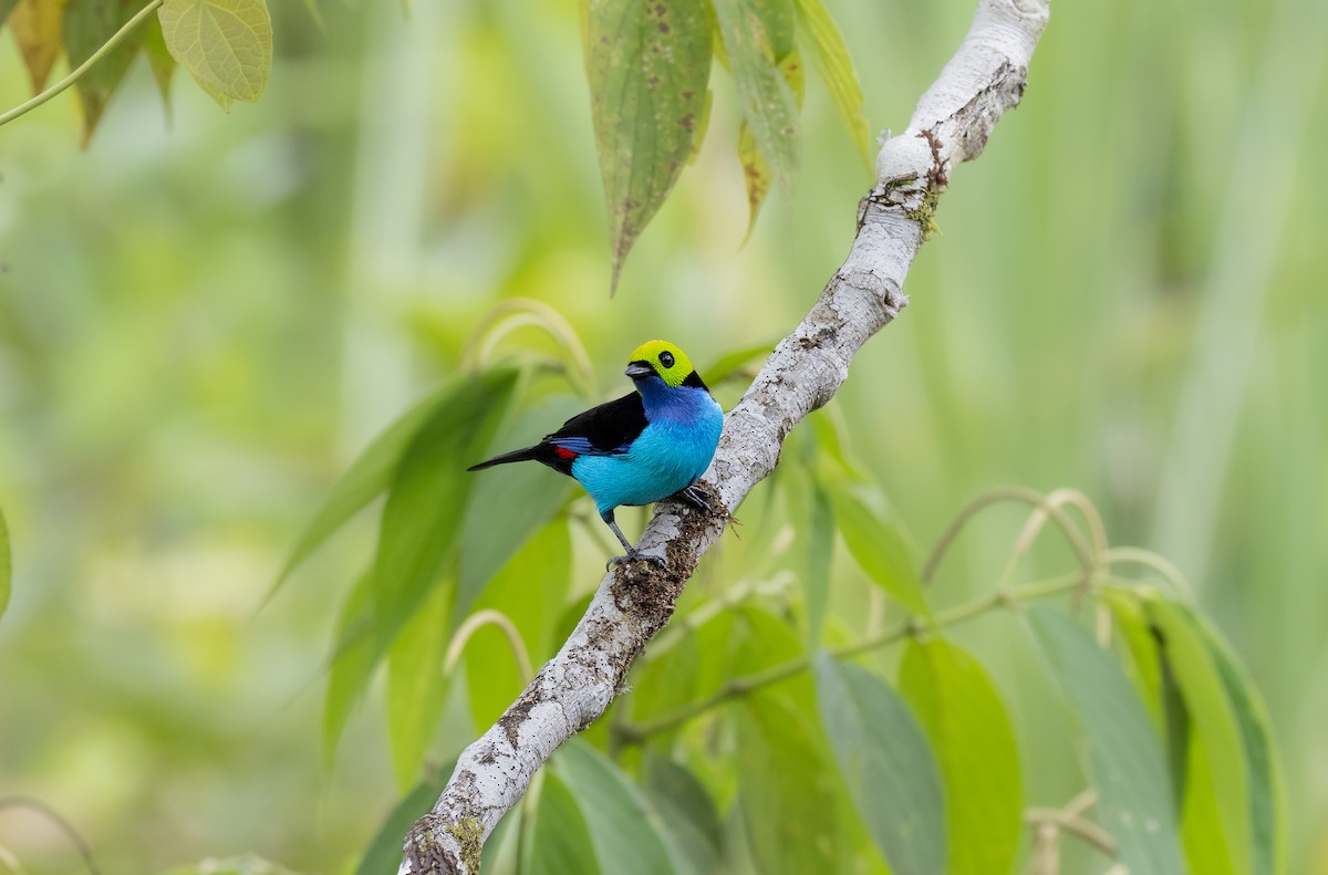 Paradise Tanager - ML392861281