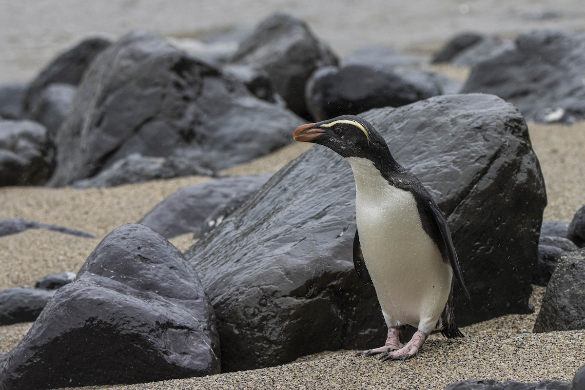 Fiordland Penguin - ML392863751