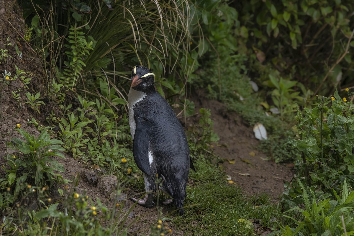 Fiordland Penguin - ML392863781