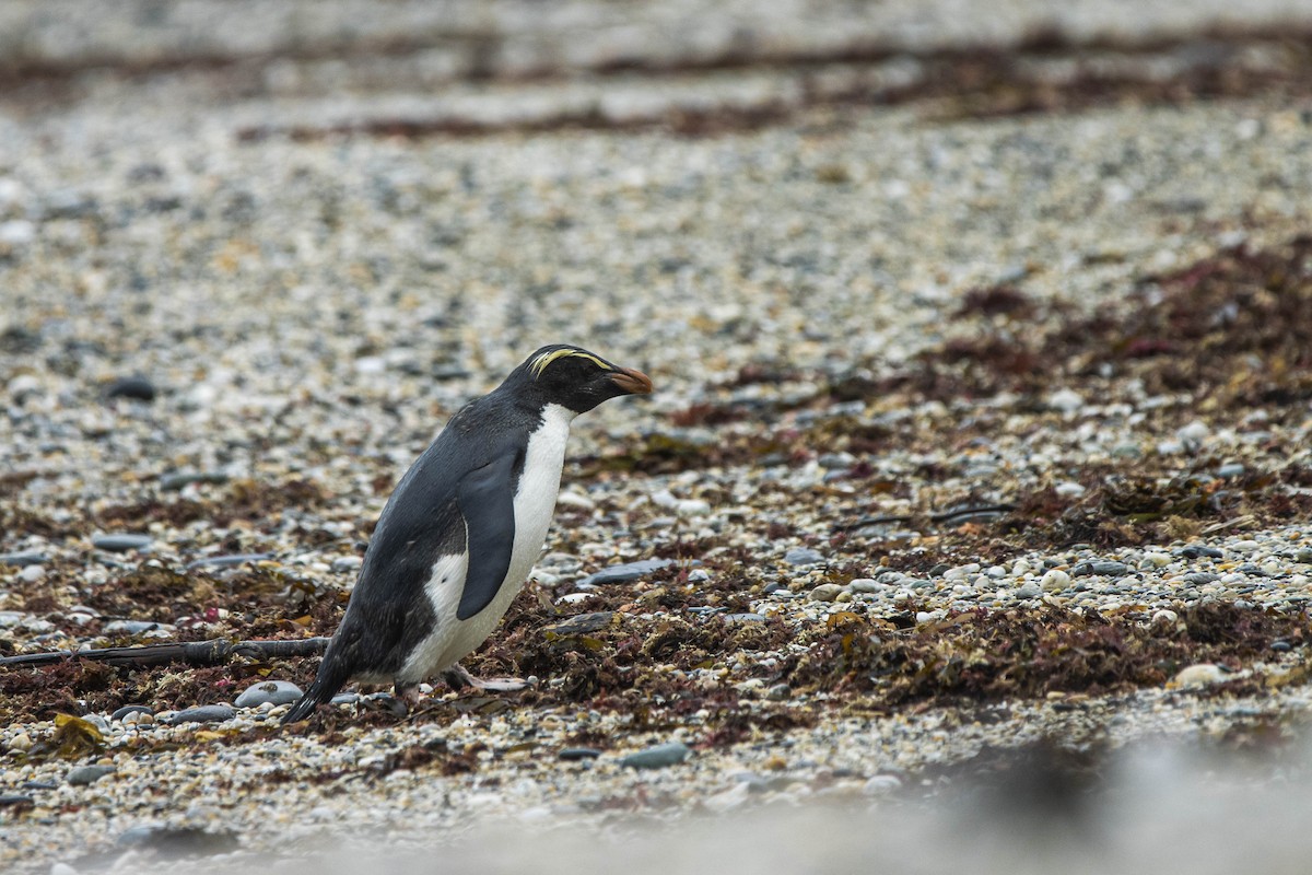 Fiordland Penguin - ML392863801