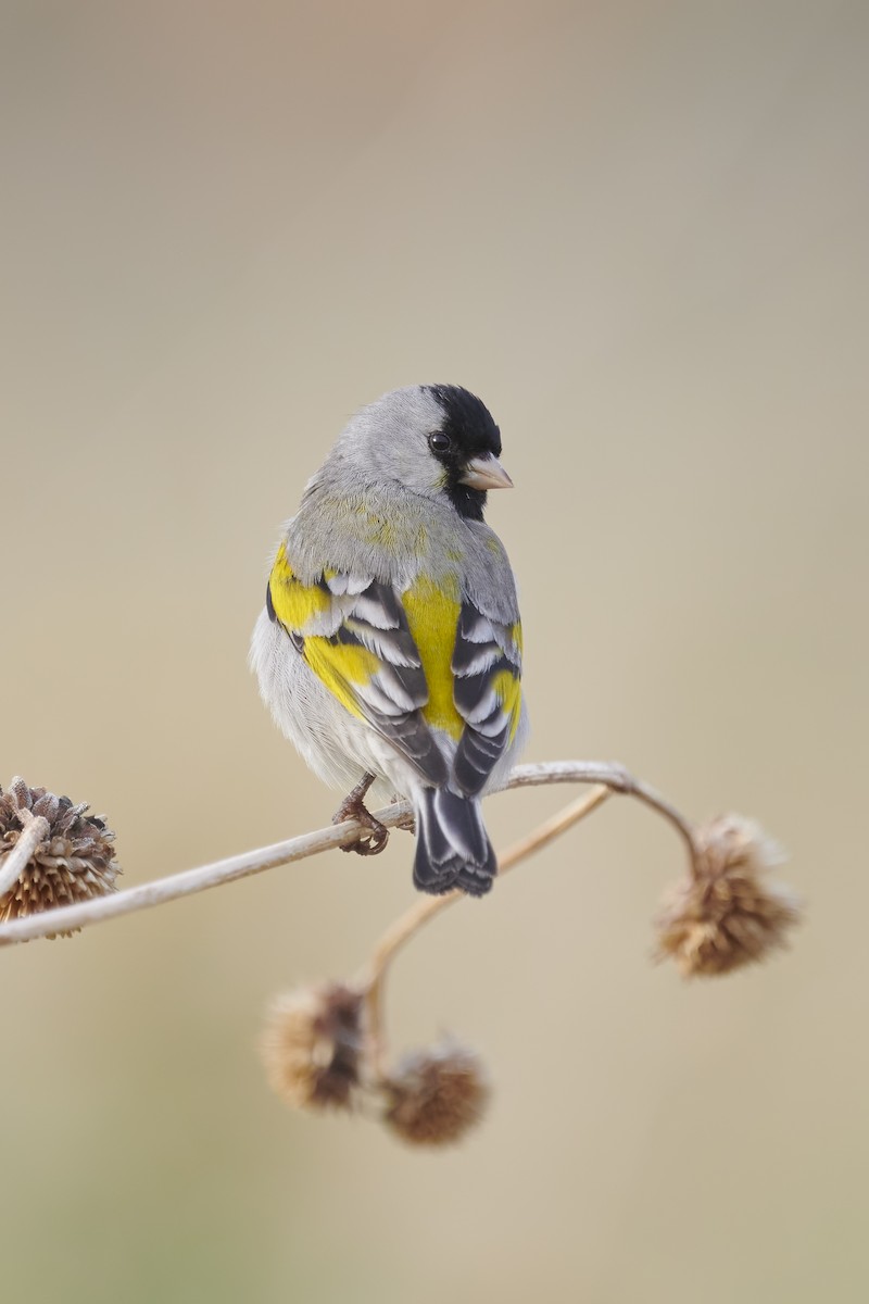 Lawrence's Goldfinch - ML392865501