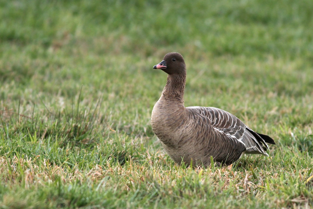 Pink-footed Goose - ML39286641