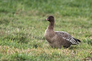 Pink-footed Goose, ML39286641