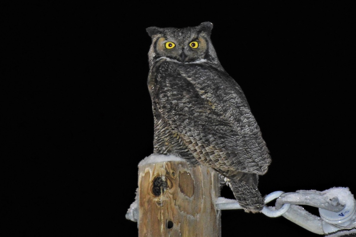 Great Horned Owl - ML392871541