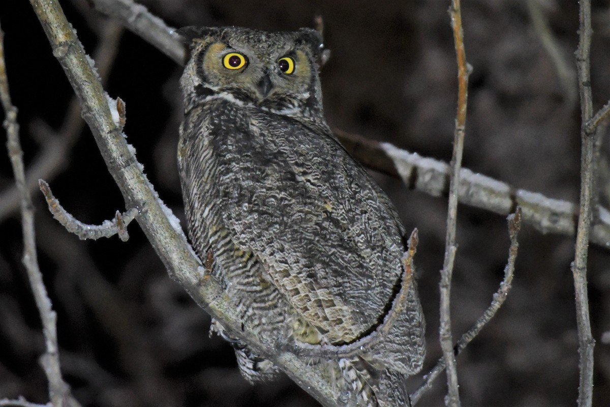 Great Horned Owl - ML392871611