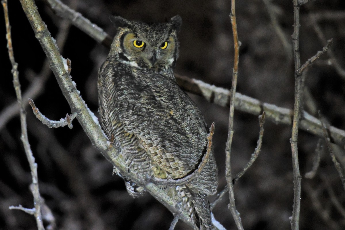 Great Horned Owl - ML392871711
