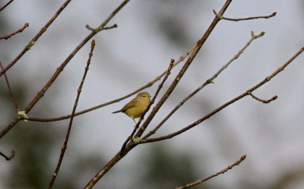 Orange-crowned Warbler (Gray-headed) - ML39287631