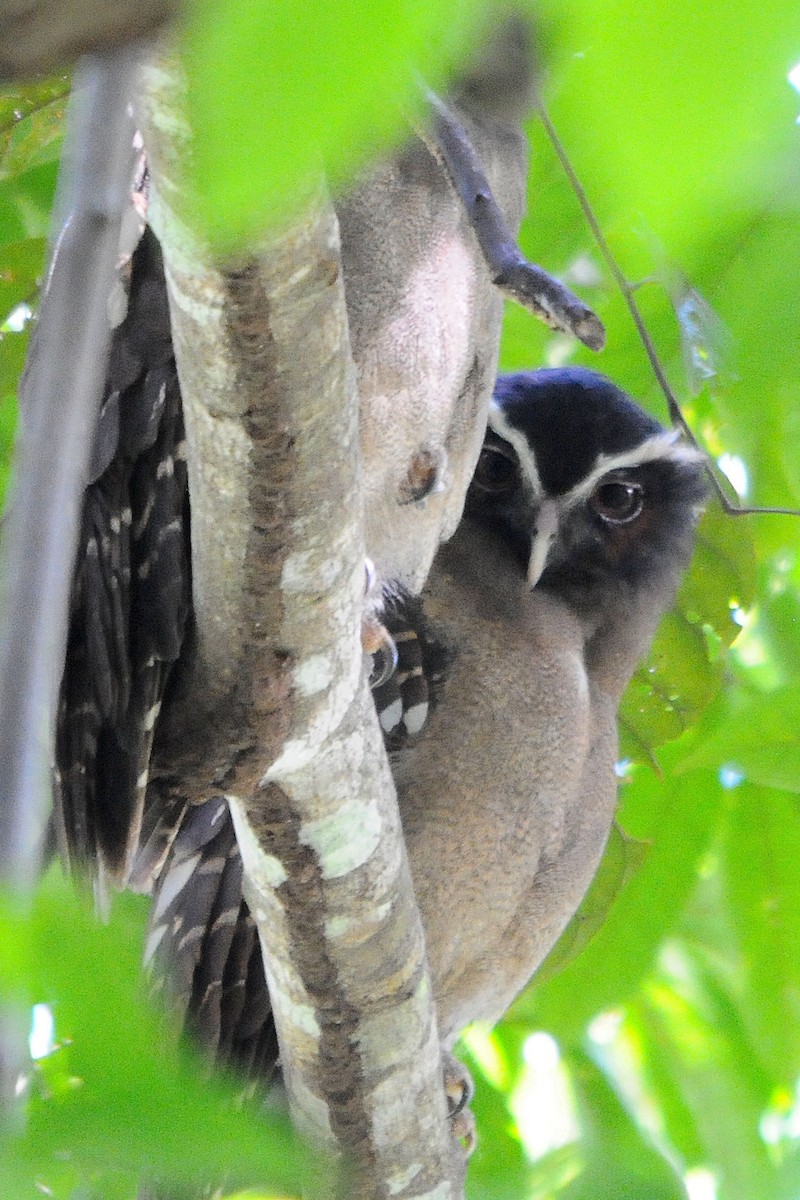 Crested Owl - ML392877111