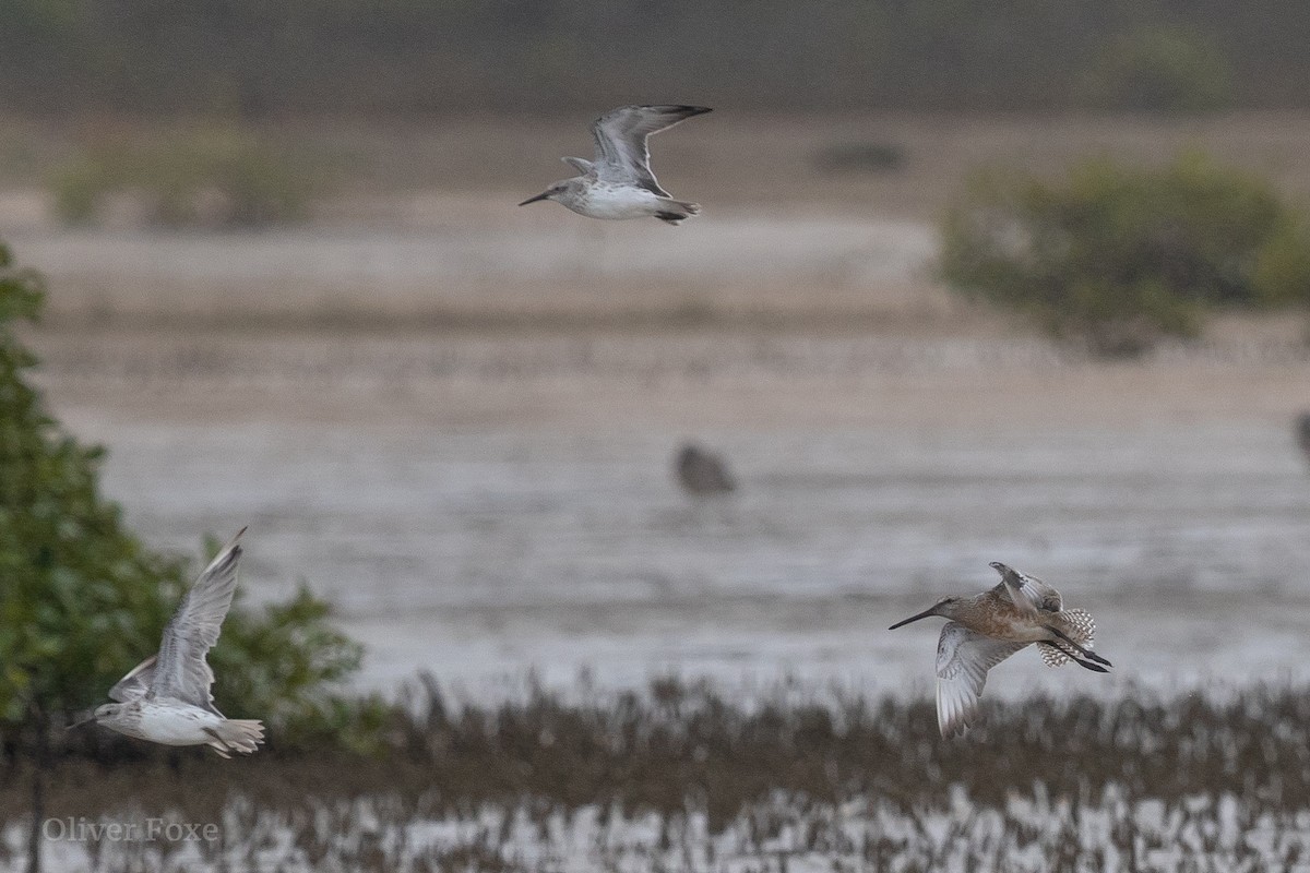 Asian Dowitcher - ML392877381
