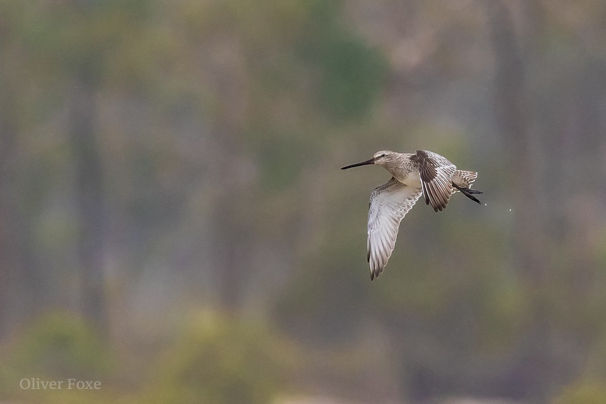Asian Dowitcher - ML392877441