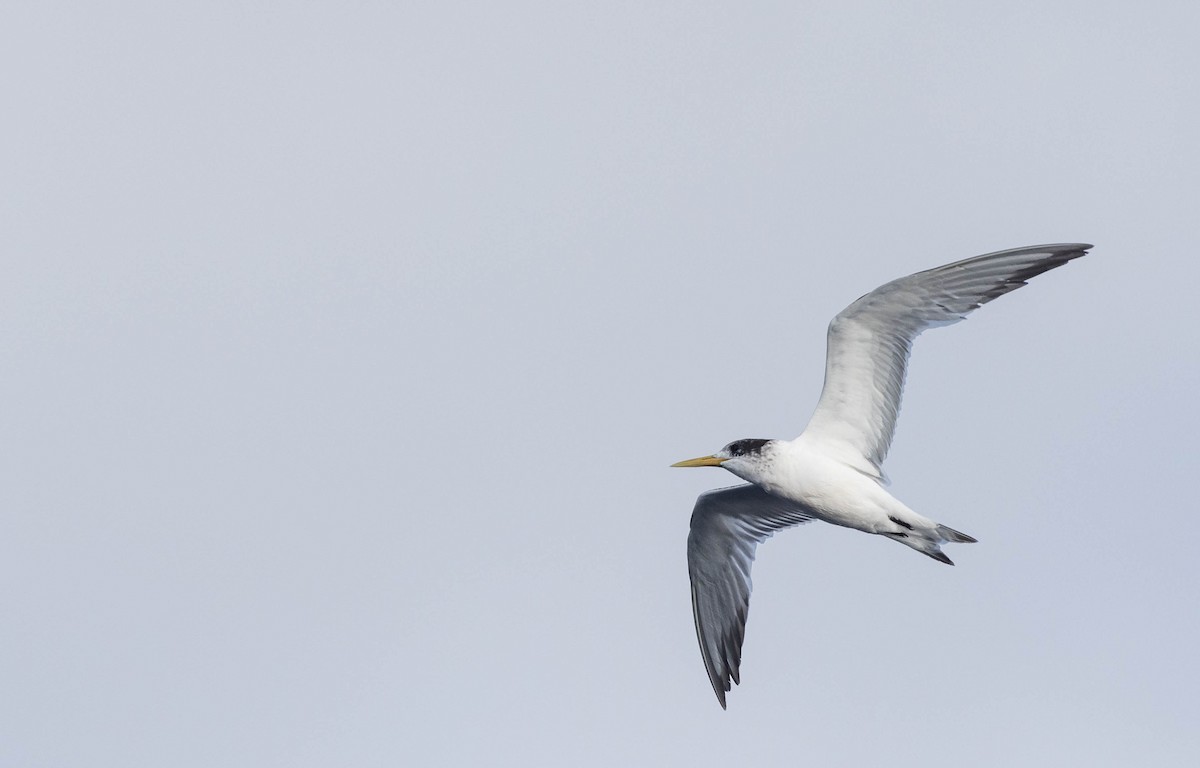 Great Crested Tern - ML392881131