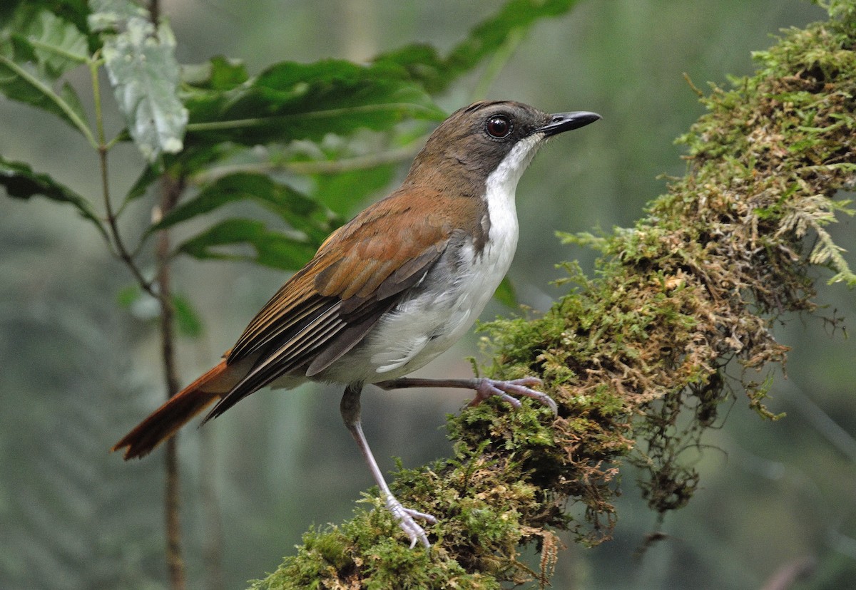 White-chested Alethe - Chamaetylas fuelleborni - Birds of the World