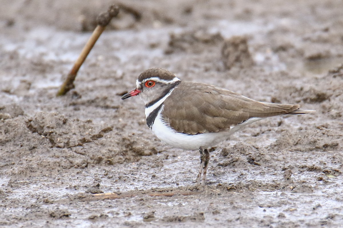 Three-banded Plover - ML392884241