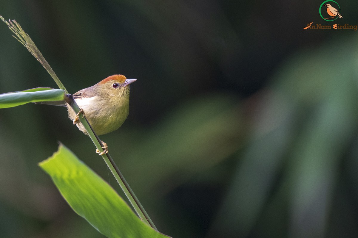 Rufous-capped Babbler - Dinh Thinh