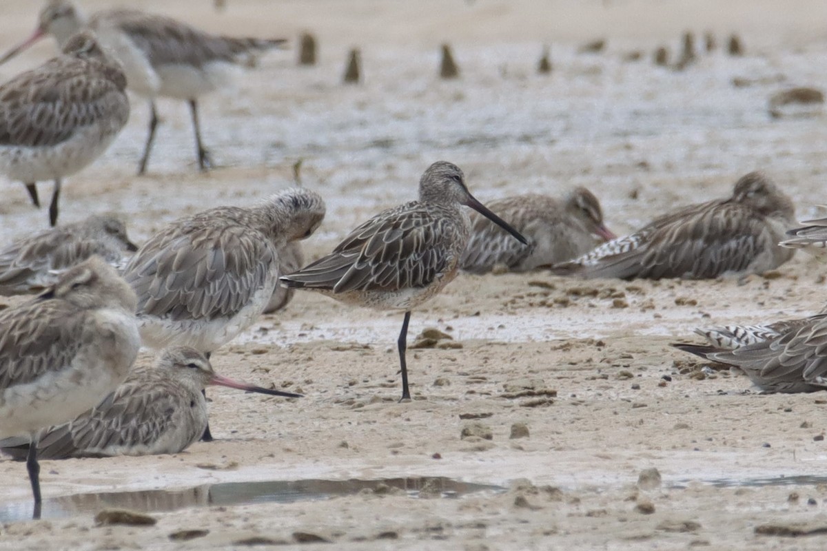 Asian Dowitcher - ML392888321