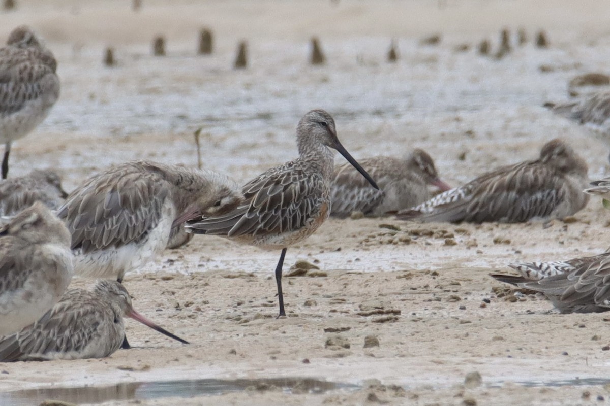 Asian Dowitcher - ML392888331