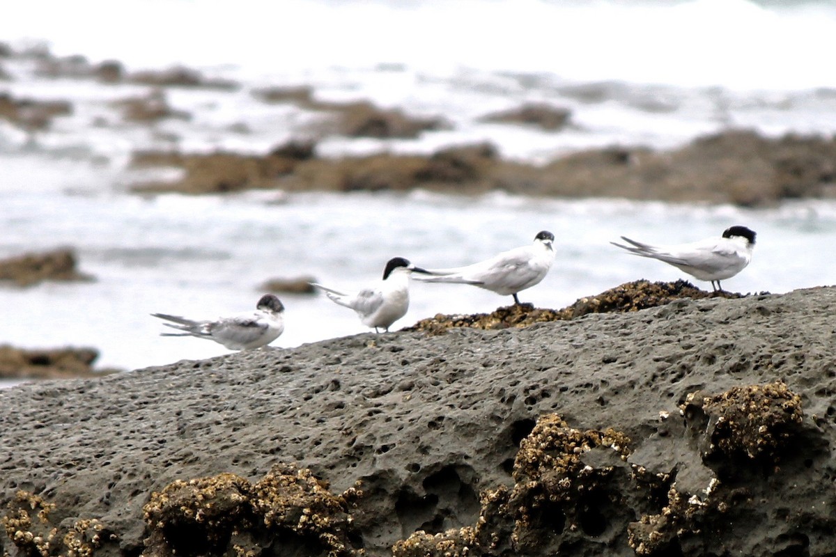 White-fronted Tern - ML39289231