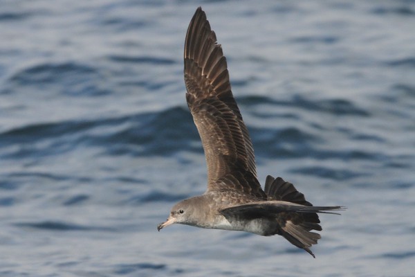 Pink-footed Shearwater - ML39289261