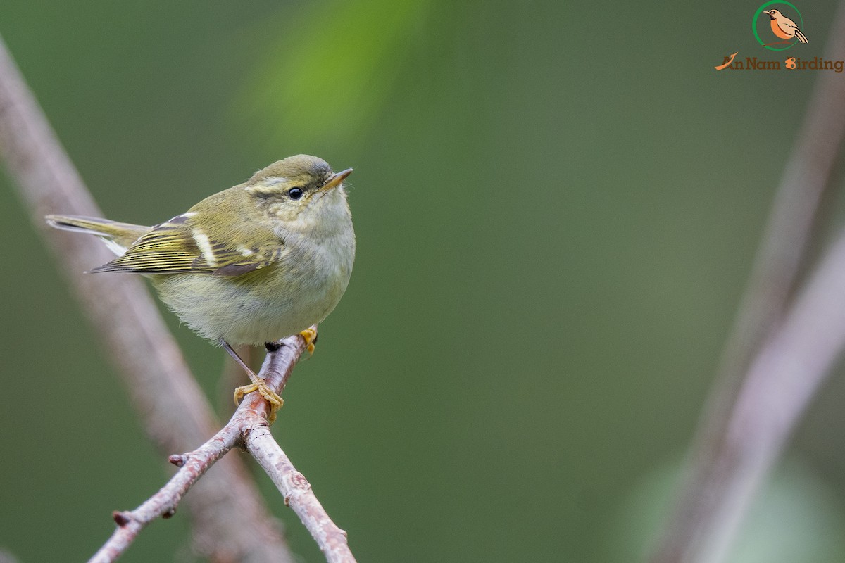 Yellow-browed Warbler - Dinh Thinh