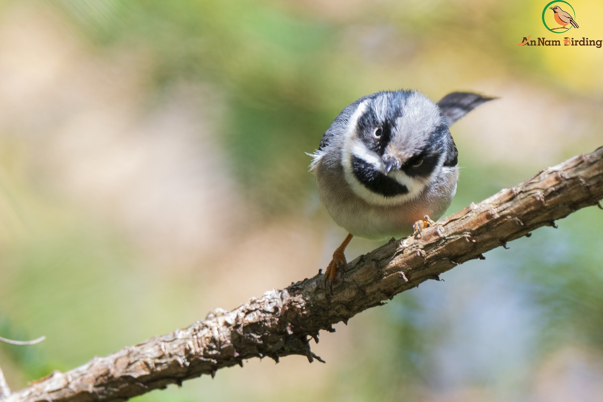 Black-throated Tit (Gray-crowned) - Dinh Thinh