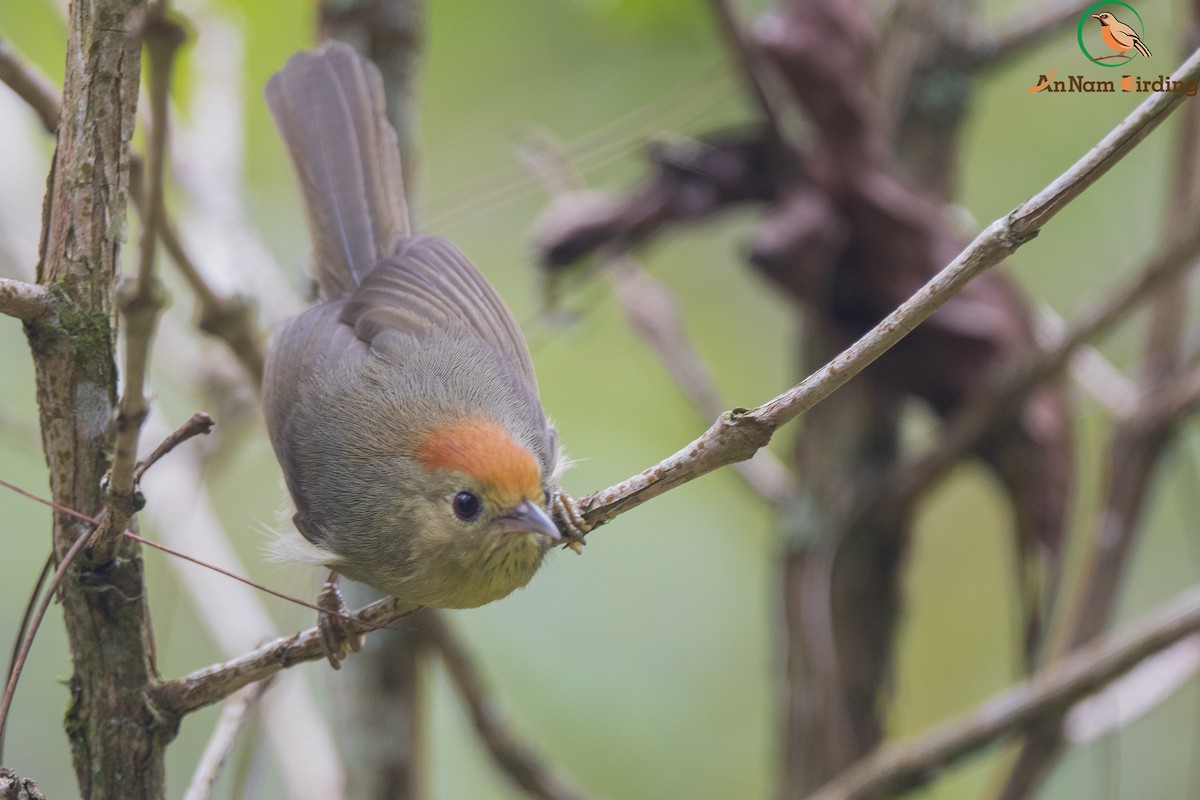Rufous-capped Babbler - Dinh Thinh