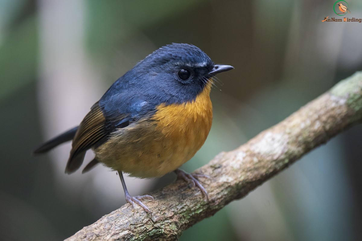 Snowy-browed Flycatcher - Dinh Thinh