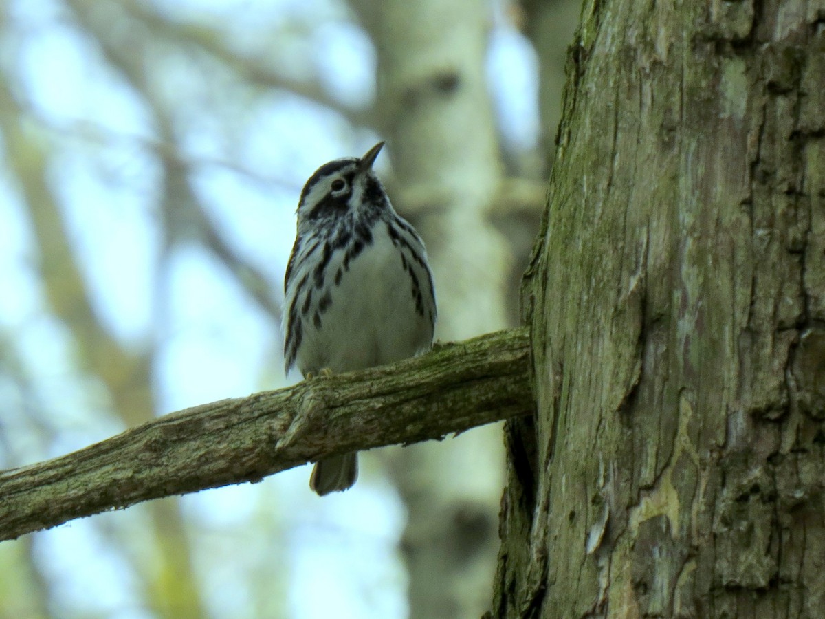 Black-and-white Warbler - ML392893741