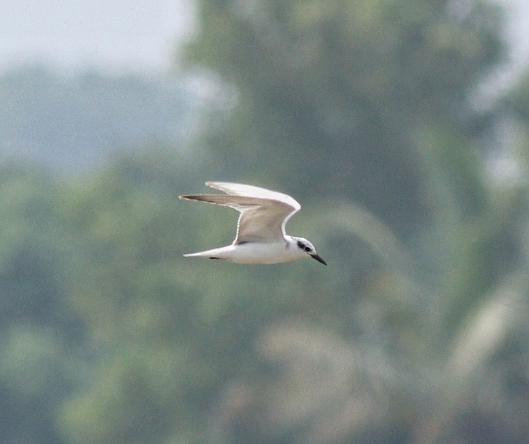 Gull-billed Tern - Afsar Nayakkan