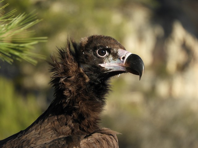 Cinereous Vulture. - Cinereous Vulture - 
