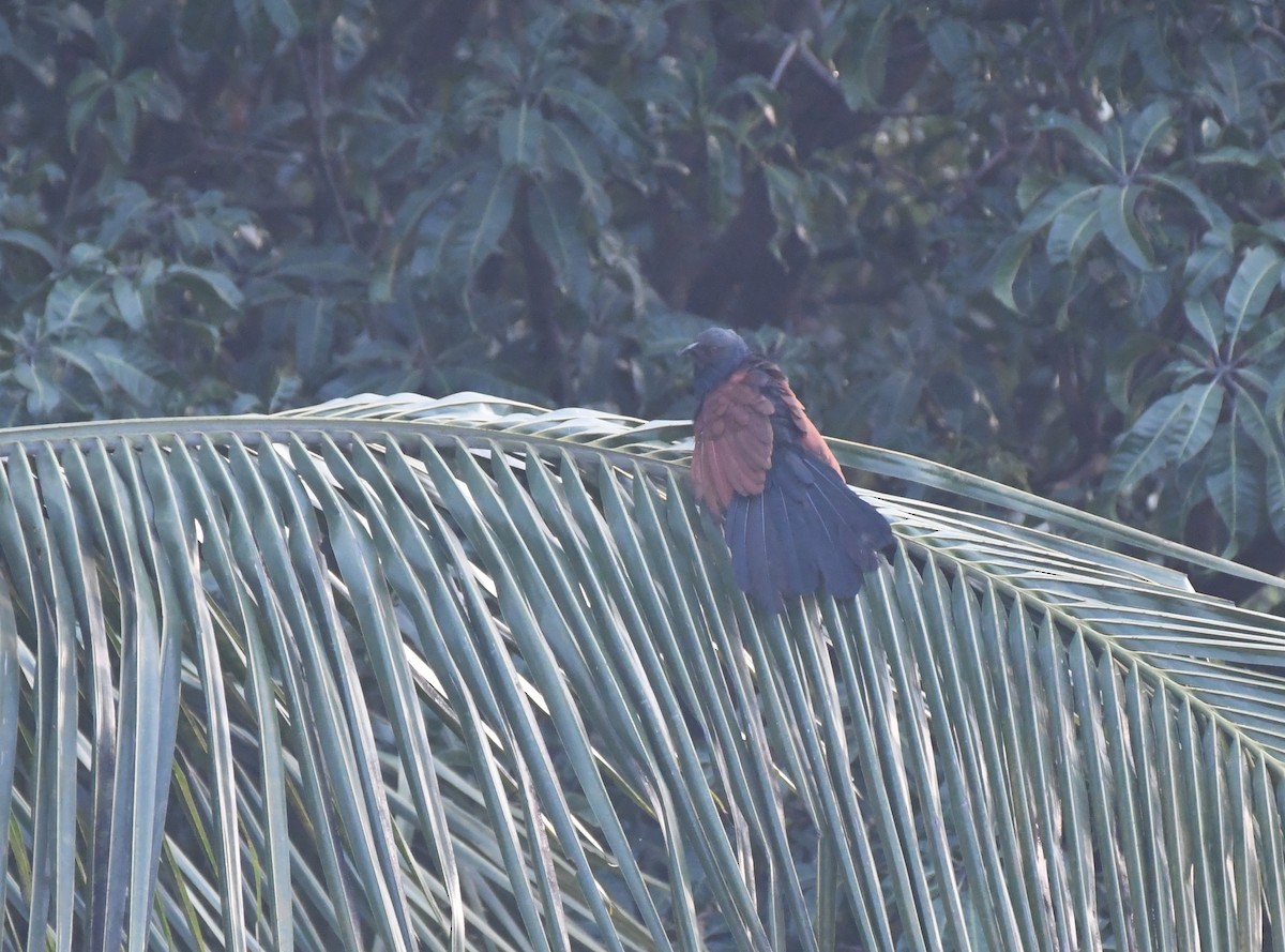 Greater Coucal - ML392898841
