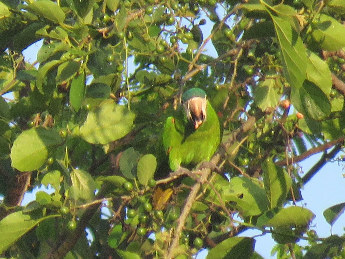Red-shouldered Macaw - ML392902701