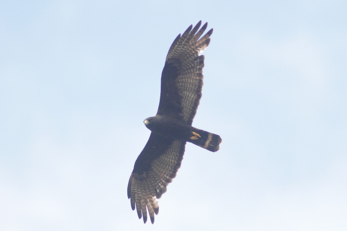 Zone-tailed Hawk - ML392902961