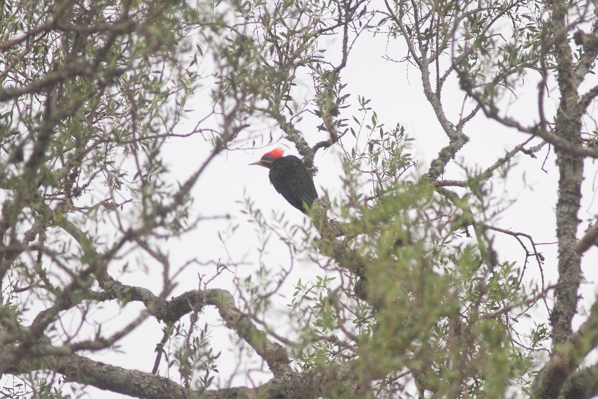 Black-bodied Woodpecker - ML392903091