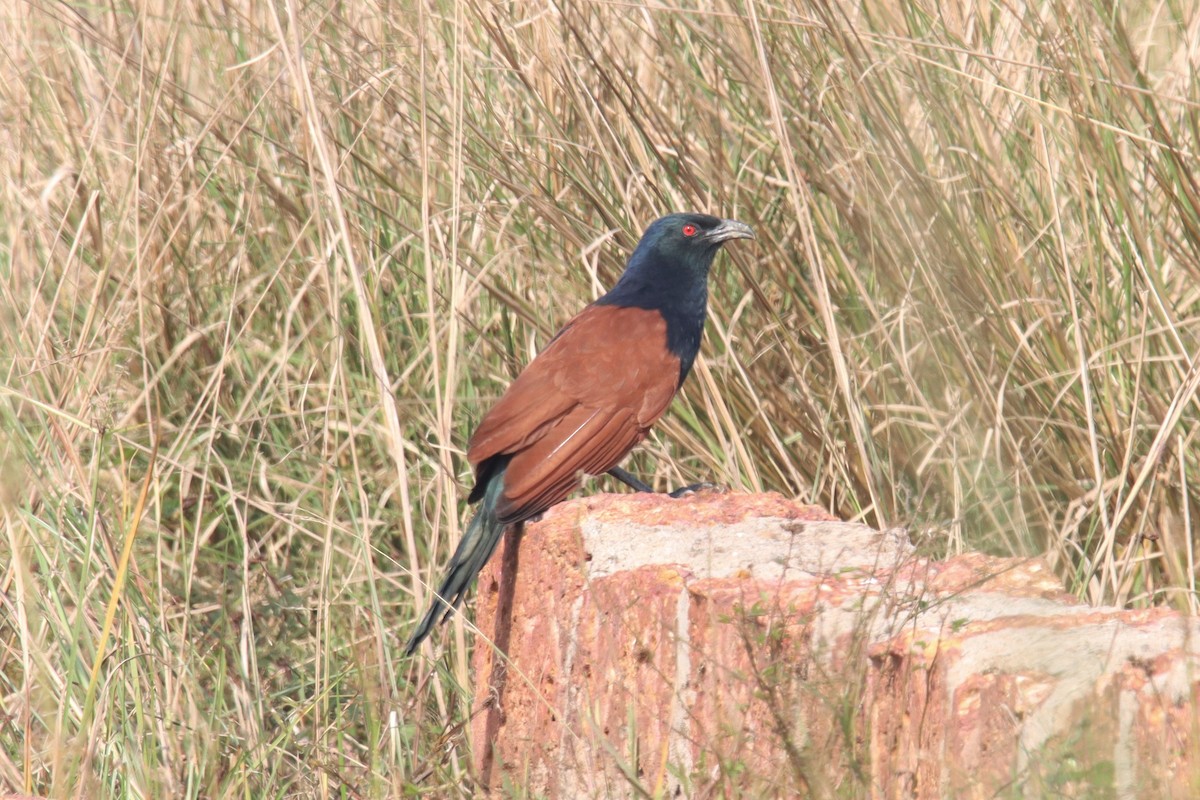 Greater Coucal - ML392903811