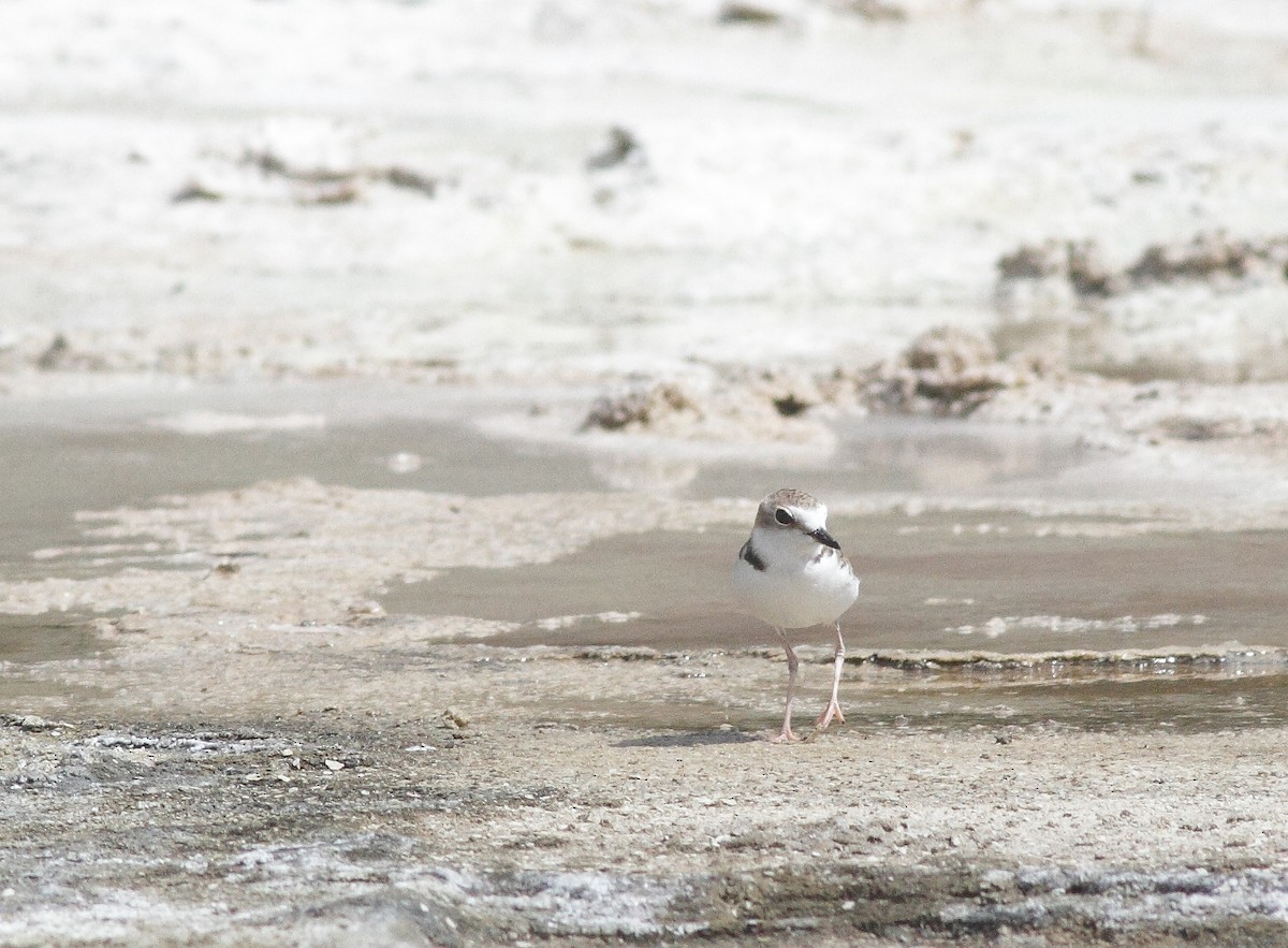 Collared Plover - ML392904791