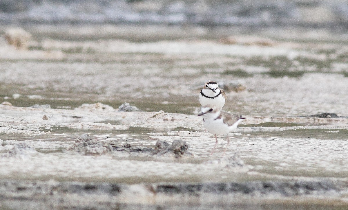 Collared Plover - ML392905031