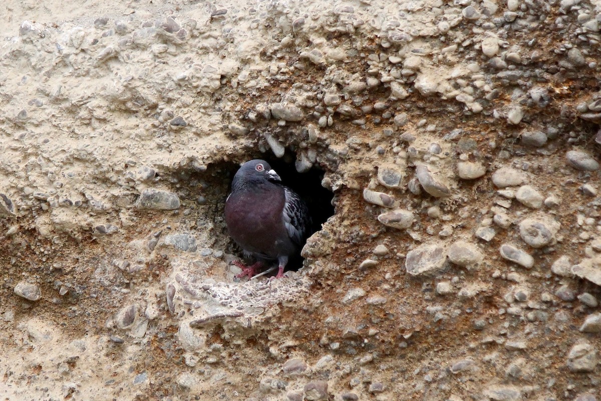 Rock Pigeon (Feral Pigeon) - ML39290841