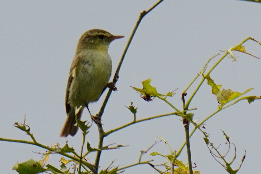 Greenish Warbler - Sundar Muruganandhan