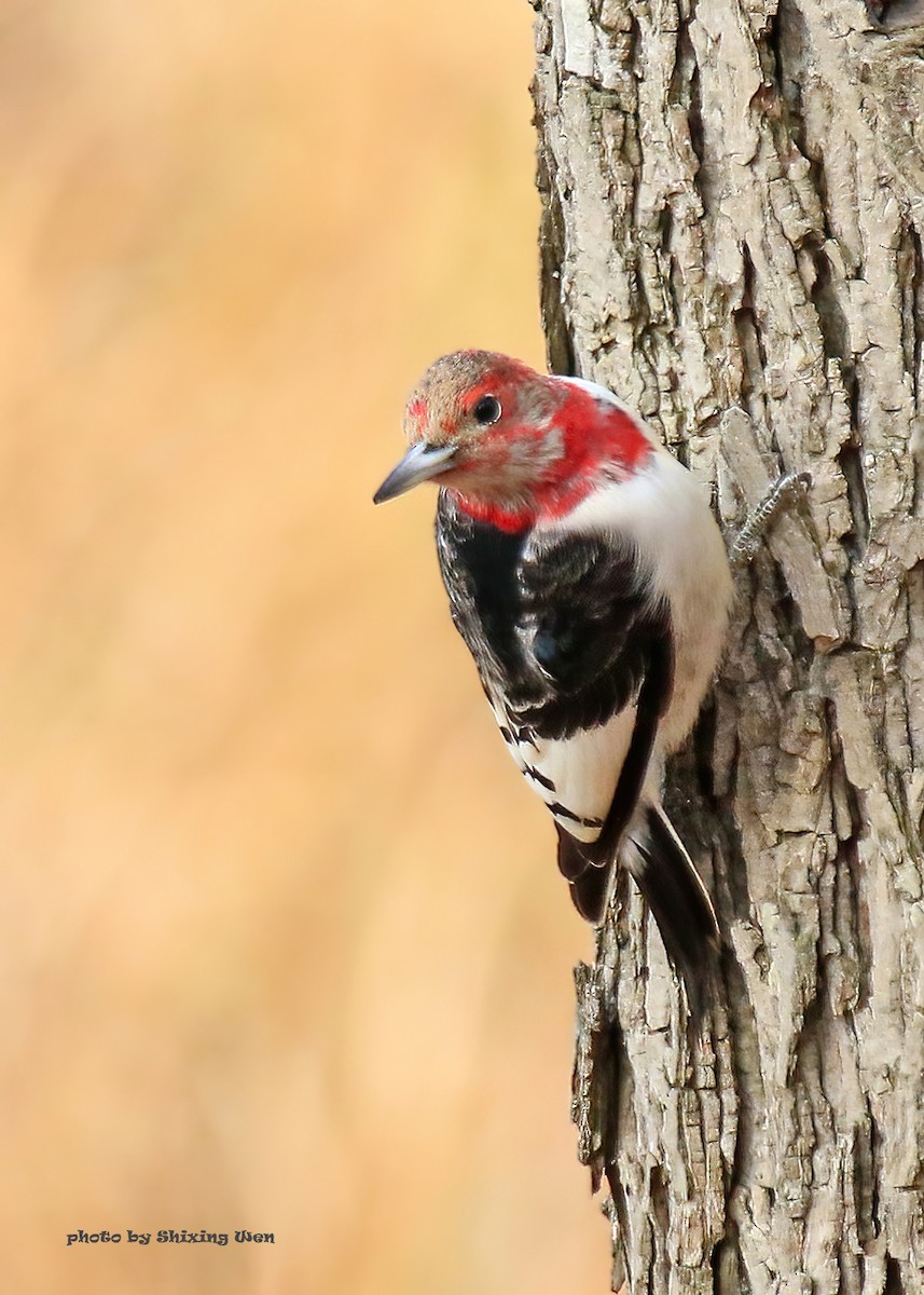 Red-headed Woodpecker - ML392919871