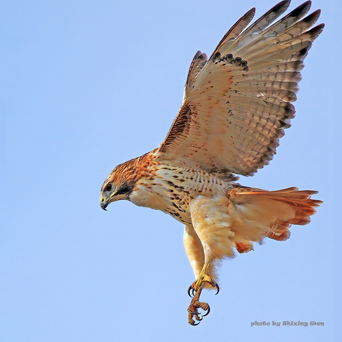 Red-tailed Hawk - ML392922321